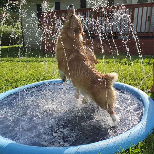 Splashy Paws & Kids Mat