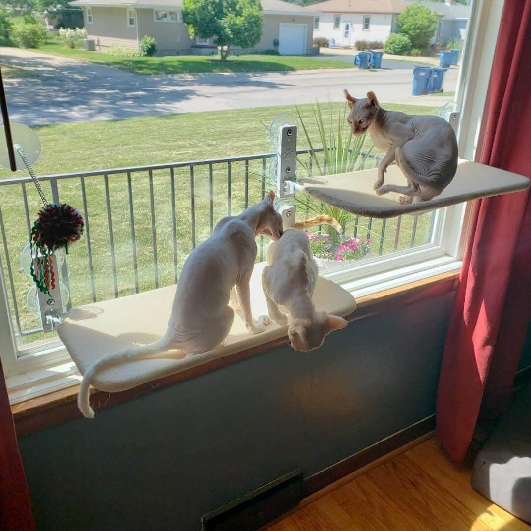 Foldable Cat Hammock