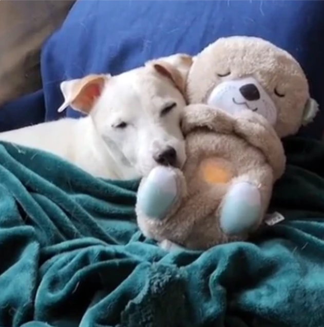 Soothing Companion: Plush Pooch Pal